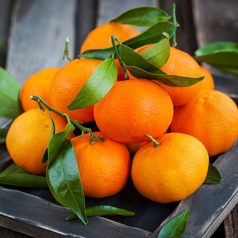 Brown Select Satsuma Tree