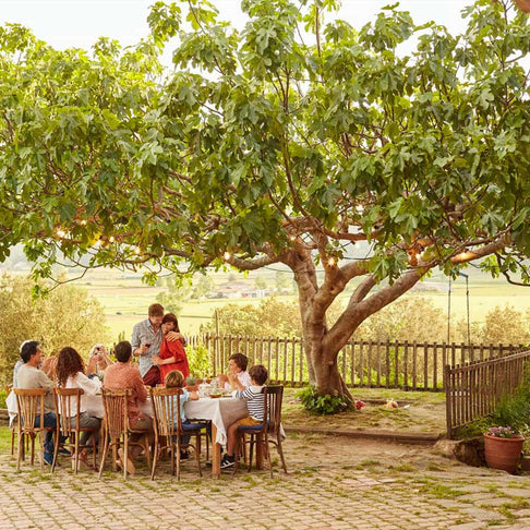 Brown Turkey Fig Tree - USDA Organic