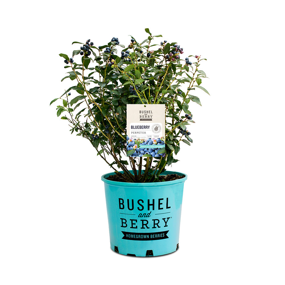 Bushel and Berry® Perpetua Blueberry Bush