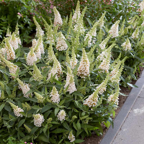 Butterfly Candy® Li'l Coconut Butterfly Bush