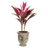 Red Sister Cordyline
