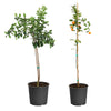 Calamondin Orange Tree