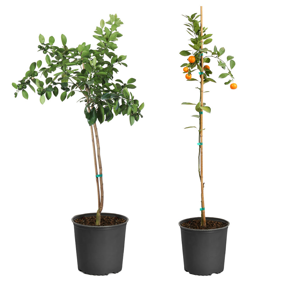 Calamondin Orange Tree
