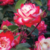 Candy Cane Cocktail™ Rose