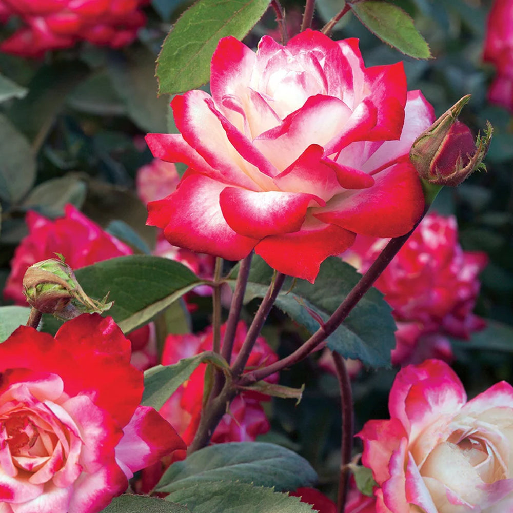 Candy Cane Cocktail™ Rose