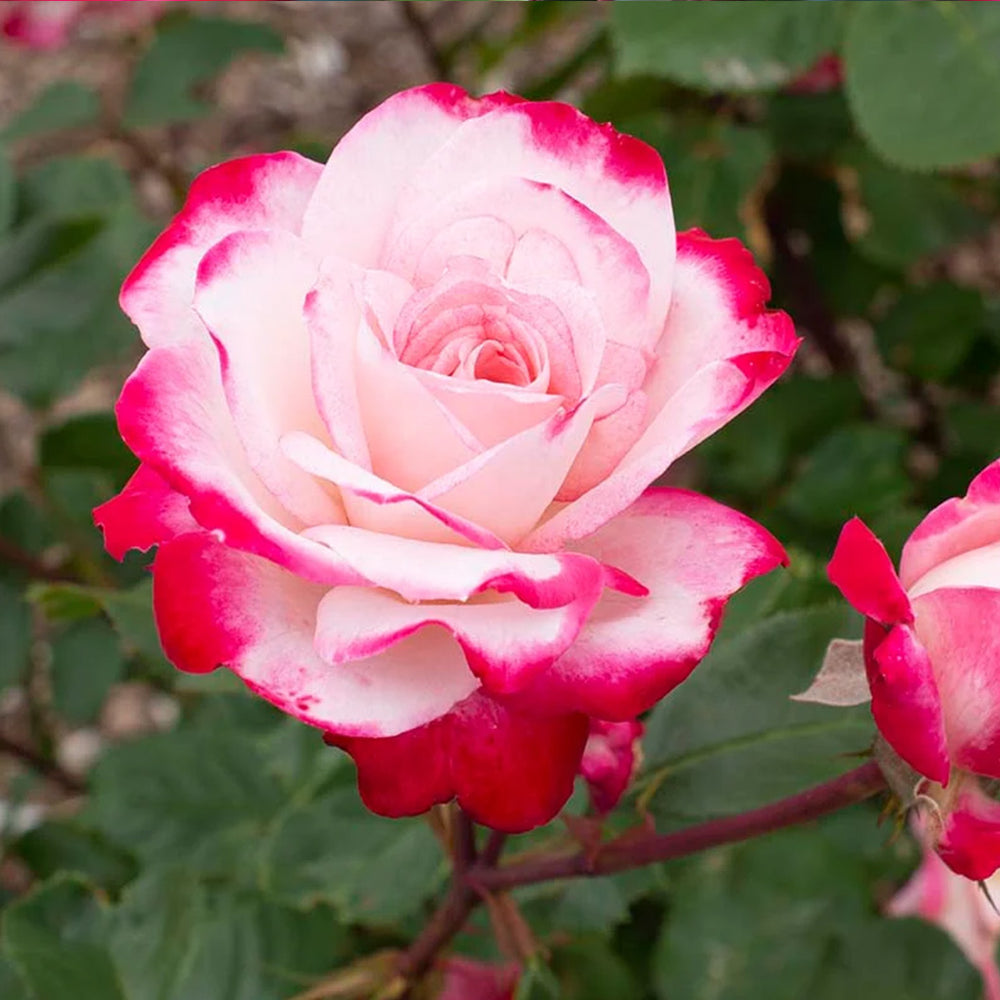 Candy Cane Cocktail™ Rose
