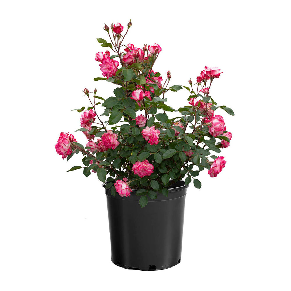 Candy Cane Cocktail™ Rose