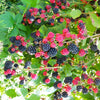 Chester Blackberry Bush