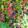 Chester Blackberry Bush