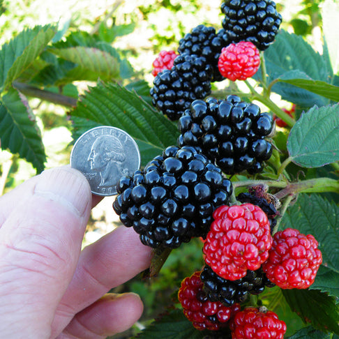 Chester Blackberry Bush
