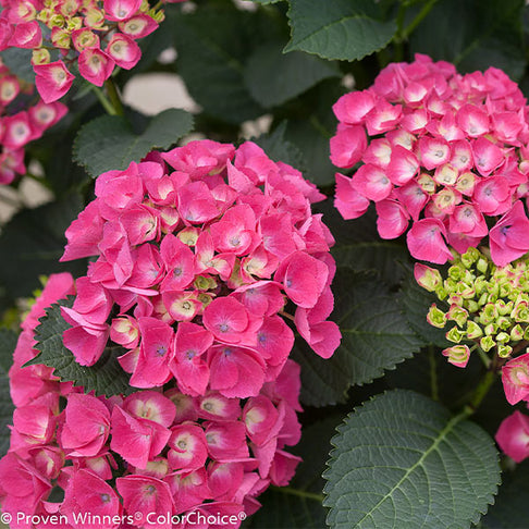 Cityline® Paris Bigleaf Hydrangea