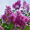 Twilight Crape Myrtle Tree
