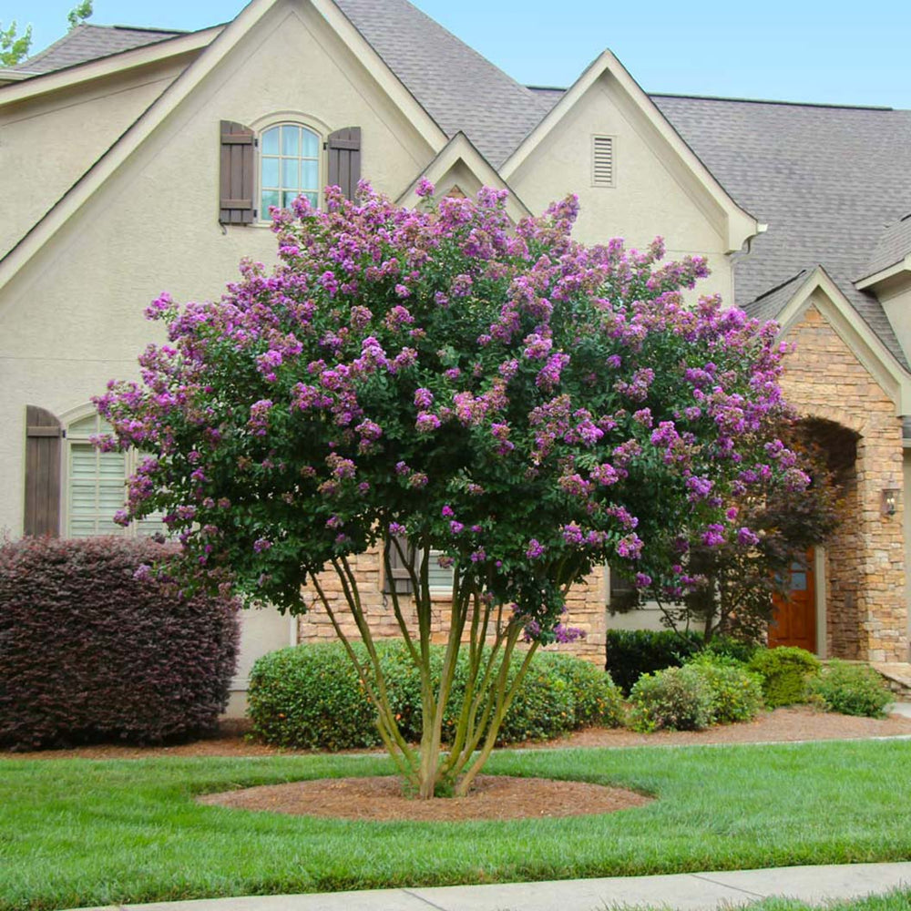 Twilight Crape Myrtle Tree