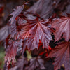 Crimson King Maple Tree