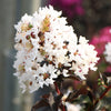 Black Diamond® Crystalline™ Crape Myrtle