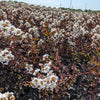Black Diamond® Crystalline™ Crape Myrtle