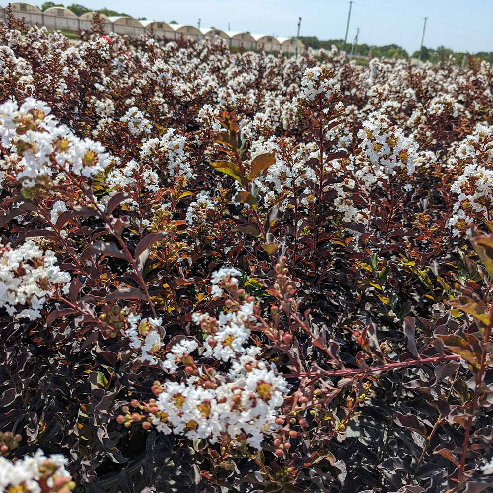 Black Diamond® Crystalline™ Crape Myrtle