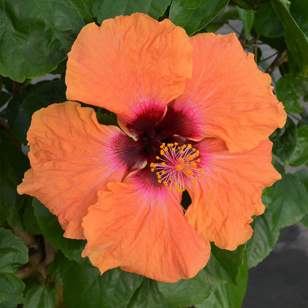 Disco Diva™ Hollywood® Hibiscus