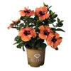Disco Diva™ Hollywood® Hibiscus