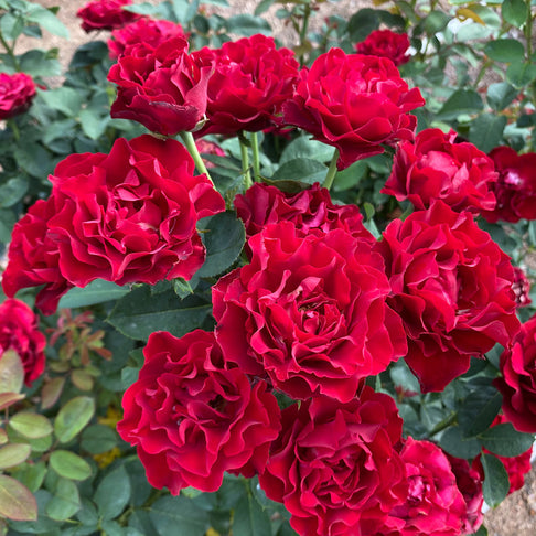 Dancing in the Dark® Rose Shrub
