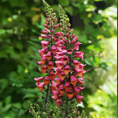 Digitalis Arctic Fox™ Rose Foxglove