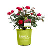 Double Knock Out® Rose Shrub
