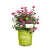 Double Pink Knock Out® Rose Shrub