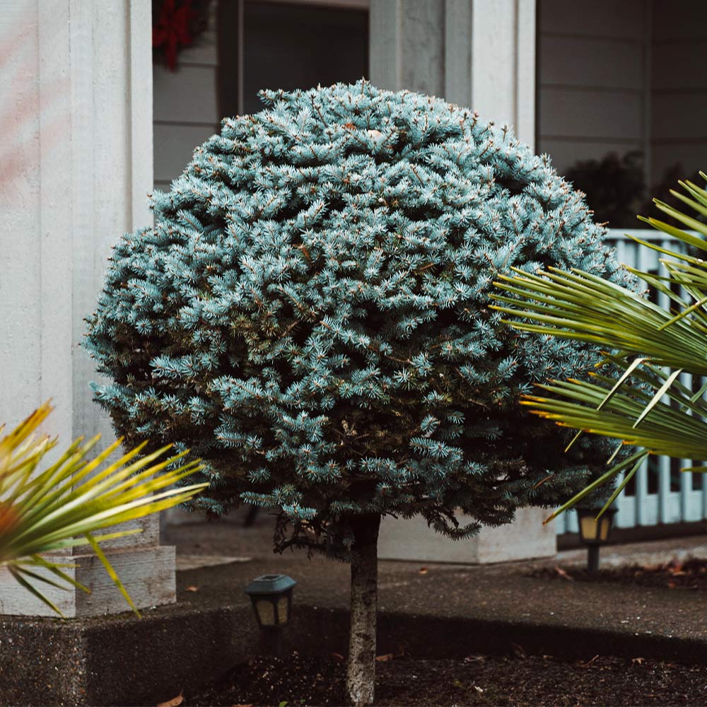 Dwarf Globe Blue Spruce Tree