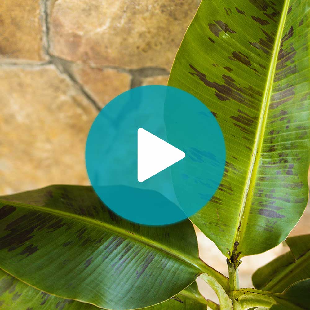 Dwarf Cavendish Banana Tree