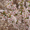 Proven Winners® Easy As Pie™ Cherry Bush