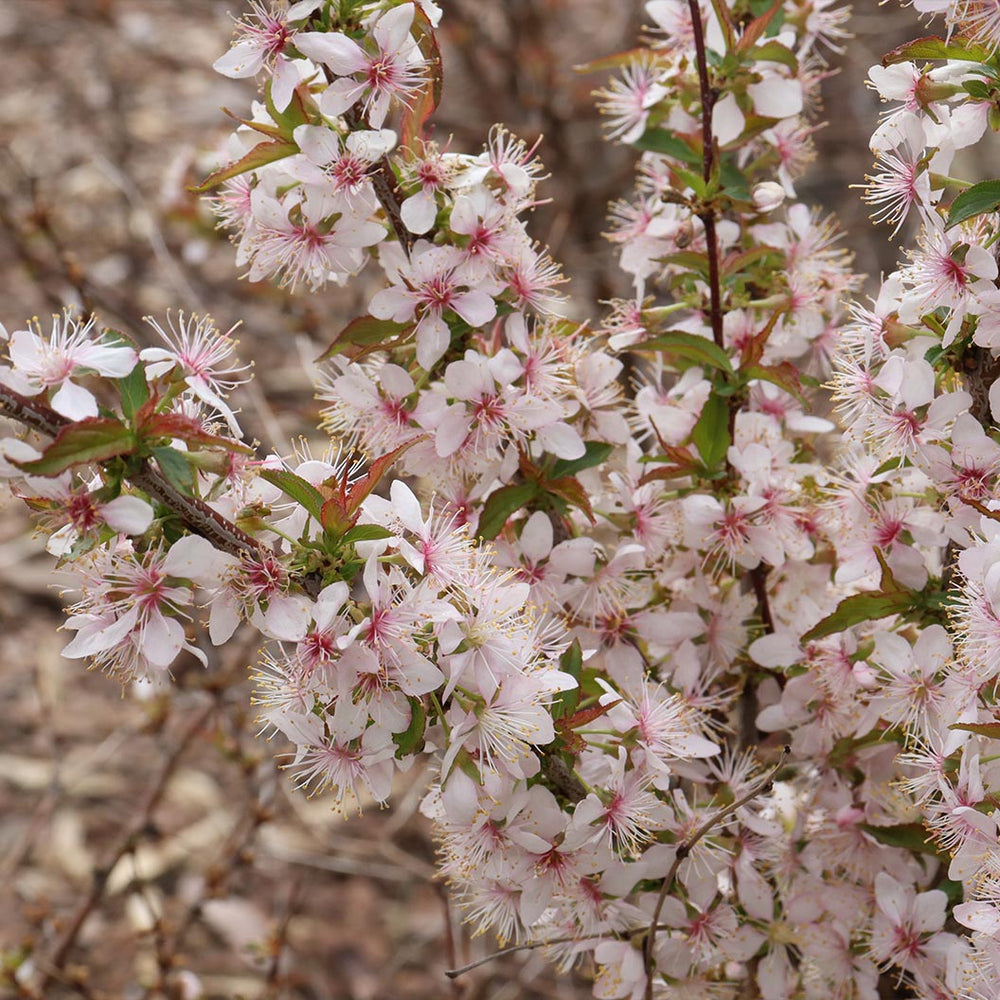 Proven Winners® Easy As Pie™ Cherry Bush