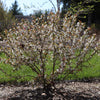 Proven Winners® Easy As Pie™ Cherry Bush