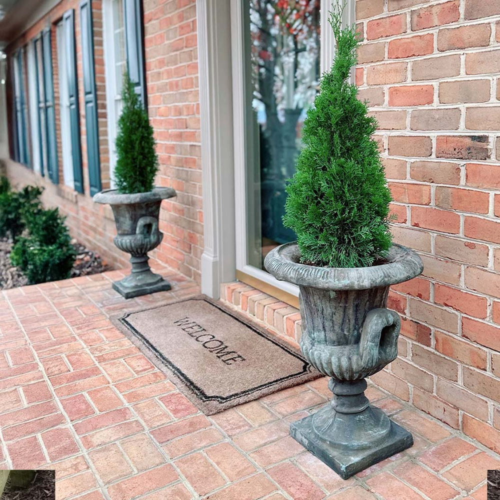 Emerald Squeeze™ Thuja Tree