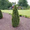 Emerald Squeeze™ Thuja Tree