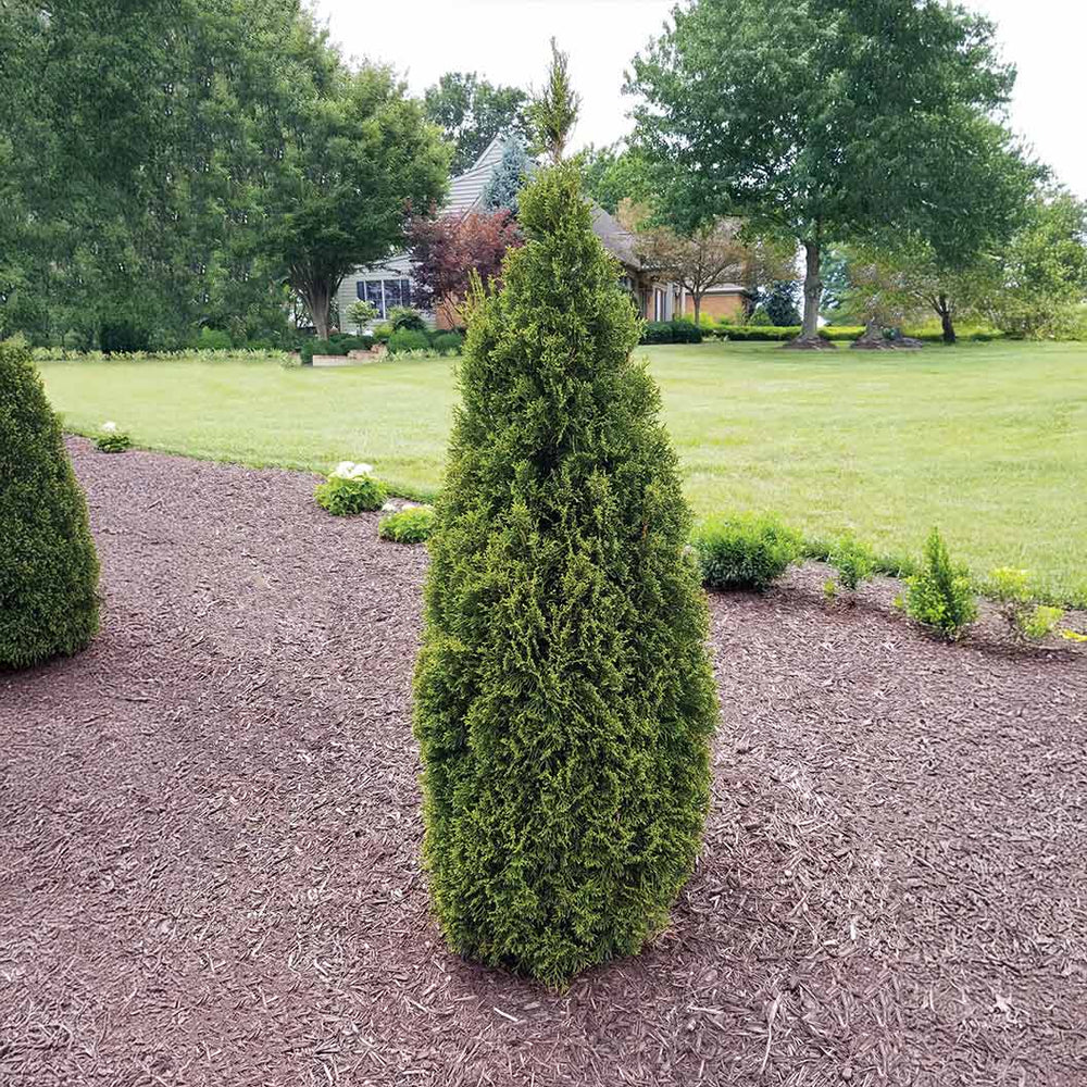Emerald Squeeze™ Thuja Tree