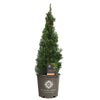 Emerald Squeeze™ Thuja Tree