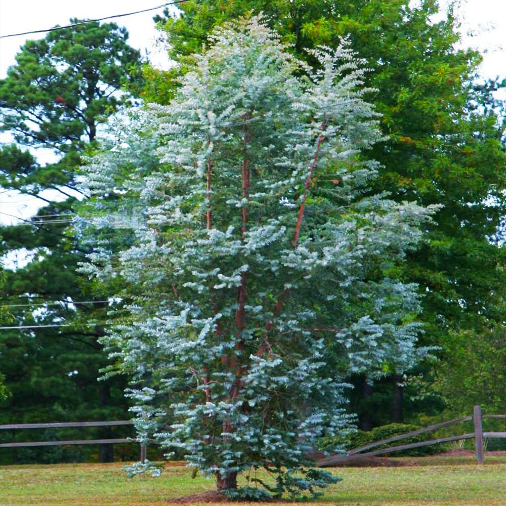 Silver Dollar Eucalyptus Tree