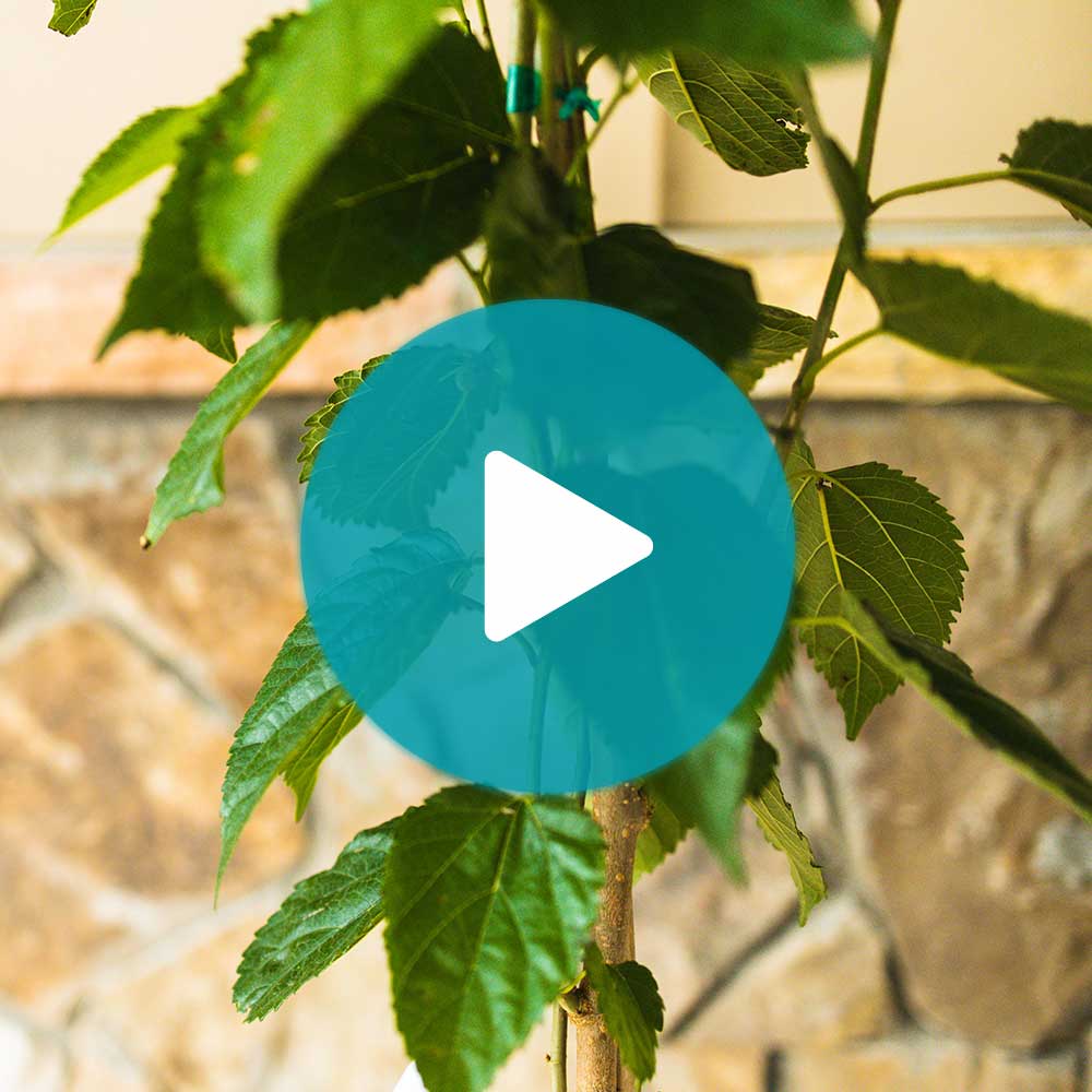 Everbearing Mulberry Bush