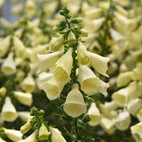 Arctic Fox™ Lemon Cream Foxglove