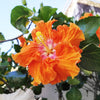 Fiesta Hibiscus