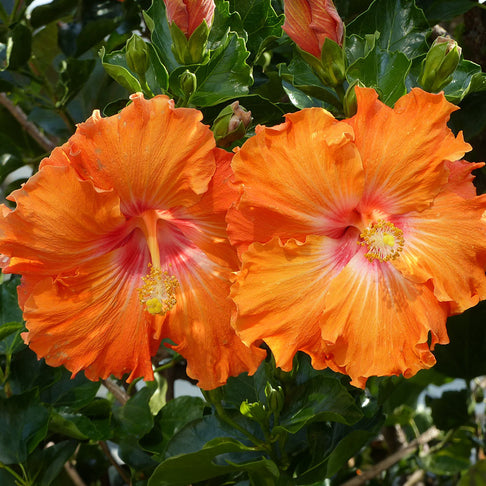 Fiesta Hibiscus