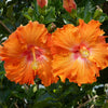 Fiesta Hibiscus
