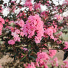 First Editions® Twilight Magic™ Crape Myrtle