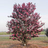First Editions® Twilight Magic™ Crape Myrtle