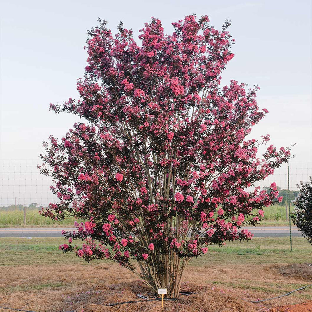 First Editions® Twilight Magic™ Crape Myrtle