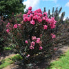 First Editions® Twilight Magic™ Crape Myrtle