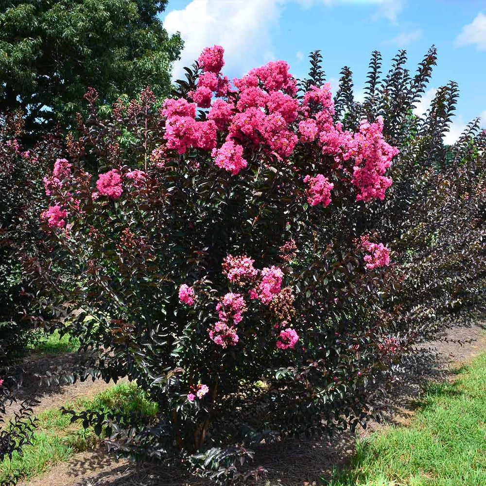 First Editions® Twilight Magic™ Crape Myrtle