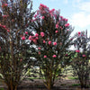 First Editions® Twilight Magic™ Crape Myrtle