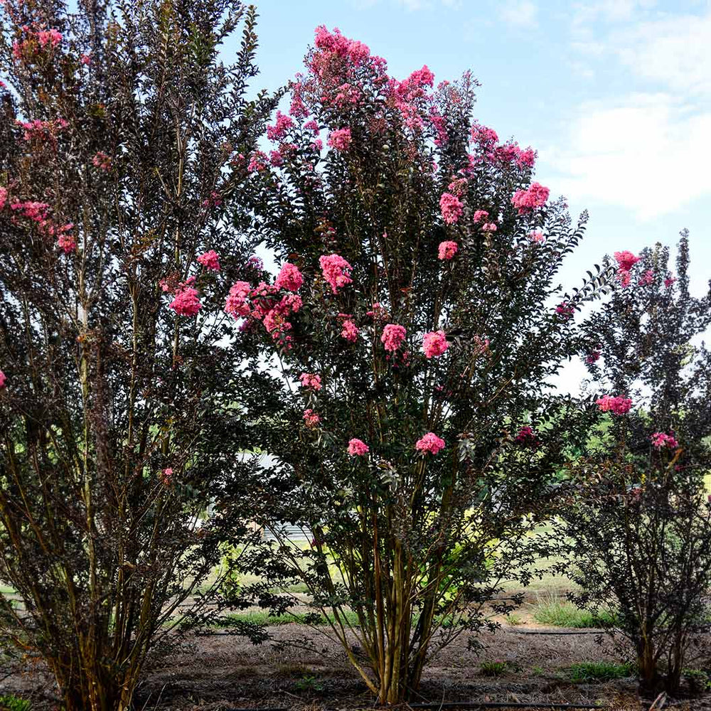 First Editions® Twilight Magic™ Crape Myrtle