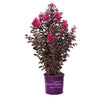 First Editions® Twilight Magic™ Crape Myrtle